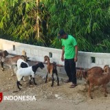 Jelang Idul Adha 2025, Harga Kambing di Pasar Dilem Donorojo Pacitan Masih Stabil