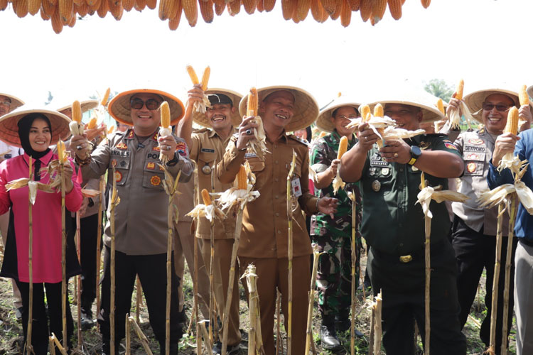 Kapolres kebumen AKBP Eka Baasith Syamsuri saat panen raya jagung. (Foto: Humas Polres Kebumen)