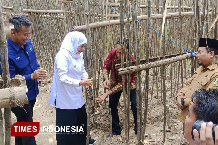 Panen Perdana di Bondowoso, Gubernur Jatim Luncurkan KUR Khusus Petani Tebu