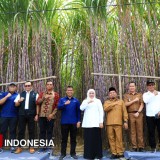 Gubernur Khofifah Luncurkan KUR Khusus Petani Tebu Jatim, Percepat Swasembada Gula Nasional