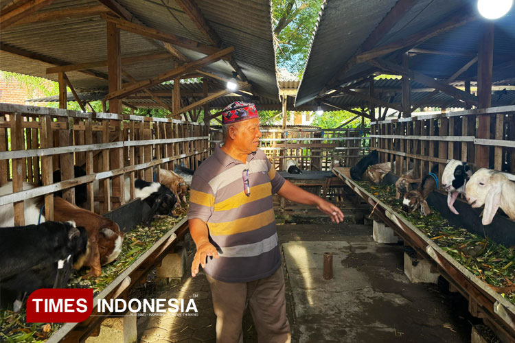 Penjualan Hewan Kurban di Gresik Meningkat Jelang Idul Adha, Layanan Antar Gratis Diminati