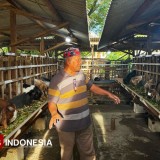 Penjualan Hewan Kurban di Gresik Meningkat Jelang Idul Adha, Layanan Antar Gratis Diminati
