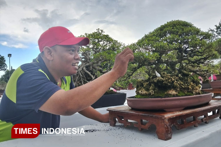Owner S6 Bonsai Gresik, M Rohim saat melihat bonsai di ajang Giri Kedaton Bonsai (FOTO: Akmal/TIMES Indonesia)