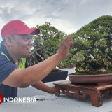 Bonsai Ratusan Juta Adu Cantik di Gresik, Tunjukkan Tingginya Nilai Seni