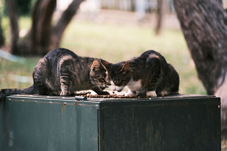Selain memilih makanan yang disukai, memilih makanan untuk kucing juga harus memperhatikan nutrisi dan gizi yang tepat (FOTO: Pexels).