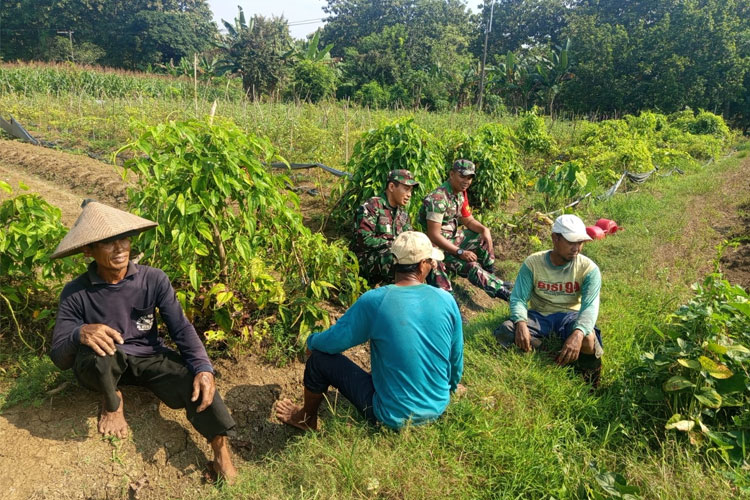 Babinsa dan “Rabu Bersahabat”: Cerita Kepedulian dari Sawah Lamongan
