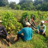Babinsa dan “Rabu Bersahabat”: Cerita Kepedulian dari Sawah Lamongan