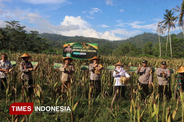 Panen raya jagung Polres Pacitan di Desa Mlati, Kecamatan Arjosari. (Foto: Yusuf Arifai/TIMES Indonesia)