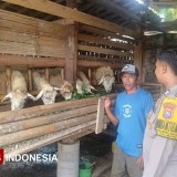 Jelang Idul Adha, Sinergi Polisi dan Peternak Jaga Kesehatan Ternak Domba