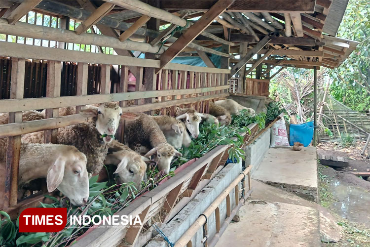 Jelang Idul Adha, Pedagang Domba di Banyuwangi Siapkan Stok Hingga 60 Ekor