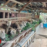 Jelang Idul Adha, Pedagang Domba di Banyuwangi Siapkan Stok Hingga 60 Ekor
