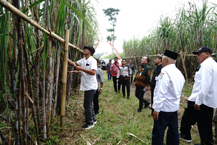 Studi Banding ke Banyuwangi, Varietas Tebu Cening Bakal Ada di Kabupaten Malang