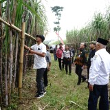 Studi Banding ke Banyuwangi, Varietas Tebu Cening Bakal Ada di Kabupaten Malang