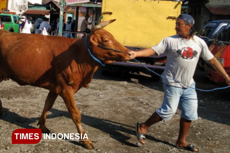 Ketersediaan Hewan Kurban di Kabupaten Kediri Lebih dari Cukup