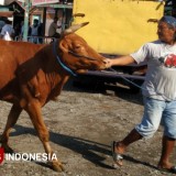 Ketersediaan Hewan Kurban di Kabupaten Kediri Lebih dari Cukup