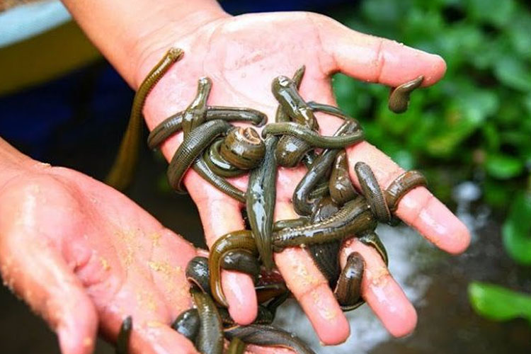 Mengenal Terapi Lintah, Cara Alami Atasi Beragam Masalah Kesehatan