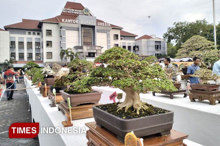 Bonsai.jpg
