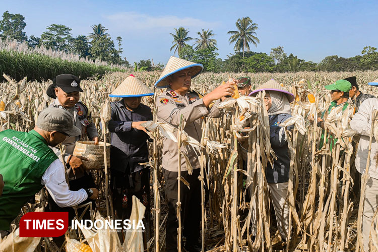 Kapolres Malang, AKBP Danang Setiyo P.S, bersama jajaran, saat panen raya jagung serentak bersama petani di Desa Sukosari, Gondanglegi, Kabupaten Malang, Jum'at (9/5/2025). (Foto: Humas Polres)