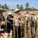Panen Raya Jagung Tahap II di Malang, Kapolres Dorong Petani Gunakan Teknologi dan Data