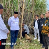 Tebu Cening Bikin Bupati Malang Studi Banding ke Banyuwangi