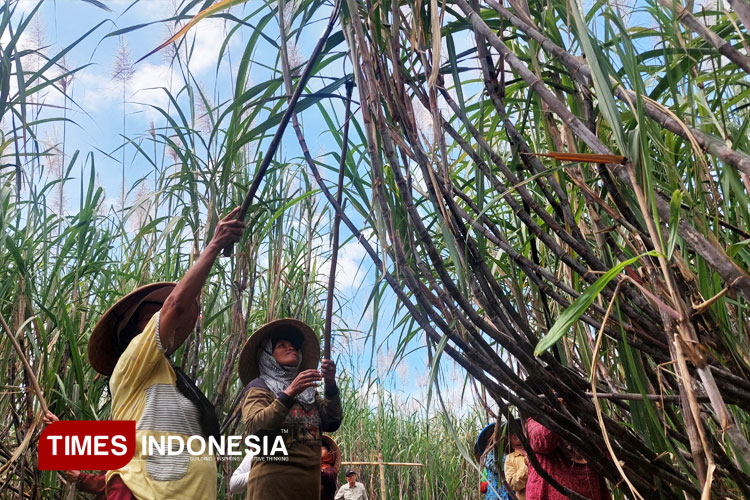 klentek-3-atau-akhir-pada-tebu-cening.jpg