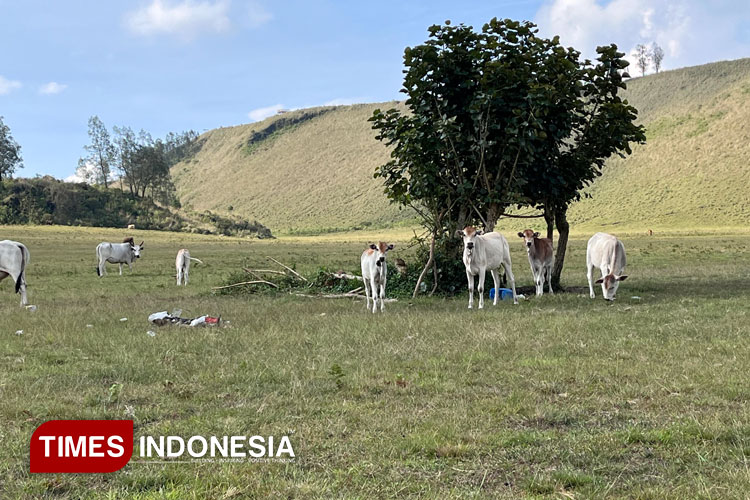 Kawah Wurung, Padang Savana Eksotis ala New Zealand di Bondowoso yang Dipenuhi Sapi Petani