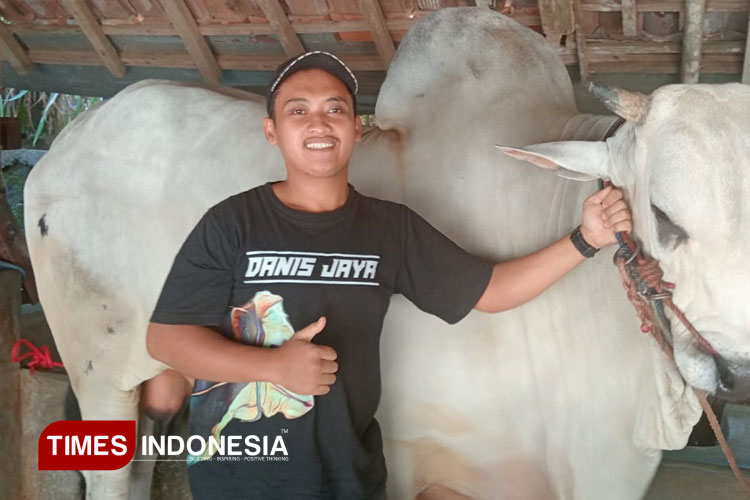 Anak Kandang menunjukkan Sapi Jenis PO yang dibeli Presiden Prabowo (FOTO: Edis / TIMES Indonesia)