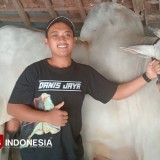 Dari Kandang Dlingo Bantul ke Istana, Sapi Bagong Milik Bayu Dibeli Presiden Prabowo