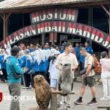 Museum Mbah Maridjan, Jejak Heroik Sang Juru Kunci Merapi di Lereng Kinahrejo Yogyakarta