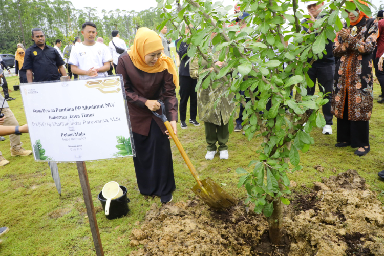 Gubernur Khofifah saat menanam Pohon Maja di Plaza Bhinneka Tunggal Ika, Ibu Kota Nusantara (IKN), Kalimantan Timur, Senin (12/5/2025). (Foto: Dok.Humas Pemprov Jatim)