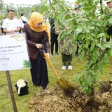 Gubernur Khofifah Tanam Pohon Maja di IKN, Wujudkan Jatim Gerbang Baru Nusantara