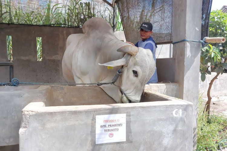 Sapi yang dibeli Presiden Prabowo Subianto di Kecamatan Plosoklaten, Kabupaten Kediri, Jawa Timur. (Foto: dokumen pribadi Mohamad Rofik)