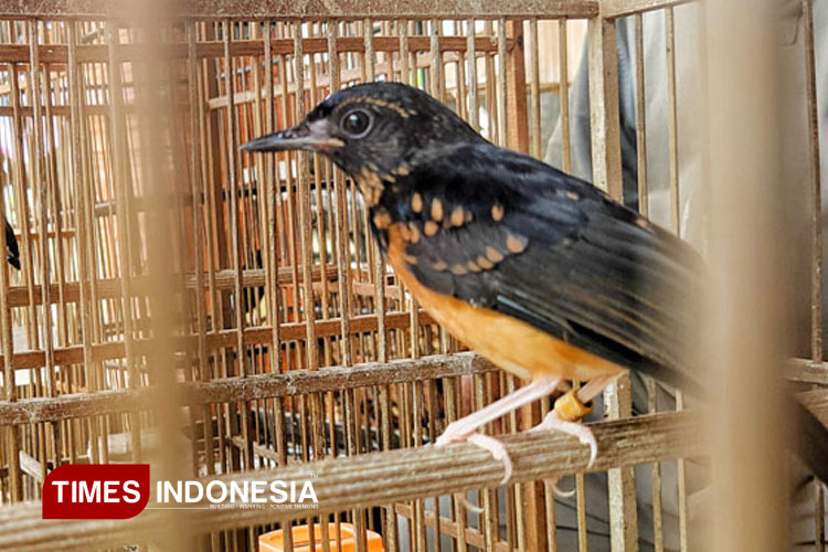 Mengenal Murai Batu, Burung dengan Keindahan Menawan dan Harga Fantastis