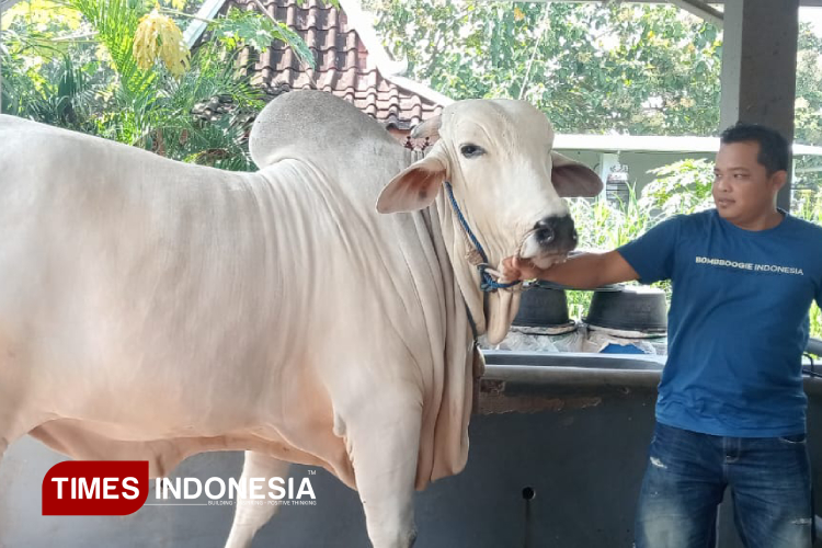 Sapi jenis PO milik Agus Basuki yang terpilih sebagai hewan kurban Presiden Prabowo Subianto (foto Edis - Times Indonesia)