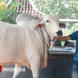 Berbobot 900 Kg, Sapi PO Anom Milik Peternak Pleret Bantul Juga Dibeli Presiden Prabowo