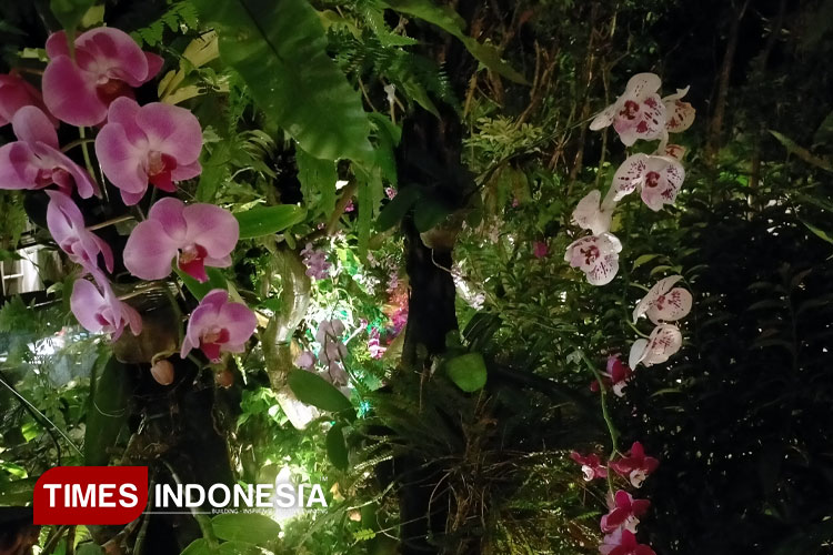 Sebagian tanaman anggrek milik pengusaha Iwan Kurniawan yang mekar di hutan buatan seluas sekitar 36 M2 di dalam rumahnya.(FOTO A: Widodo Irianto/TIMES Indonesia)
