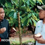 Bupati Jember Fawait Sebut Kakao jadi Potensi Unggulan
