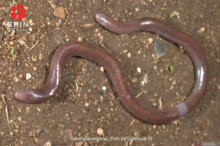 Kadal buta baru asal Pulau Buton, Sulawesi Tenggara yang memiliki nama ilmiah Dibamus oetamai. (ANTARA/HO-BRIN).
