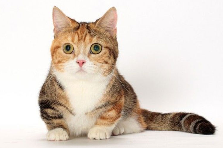 Mirip Miniatur, Macam-Macam Ras Kucing Berkaki Pendek Ini Siap Memikat Hati