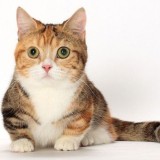 Mirip Miniatur, Macam-Macam Ras Kucing Berkaki Pendek Ini Siap Memikat Hati