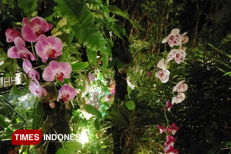 Cerita Iwan Kurniawan yang Terperanga Tatkala 350 Tanaman Anggreknya Serentak Berbunga