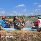 TNI Sahabat Petani: Kisah Babinsa Turun ke Sawah di Desa Bajulan