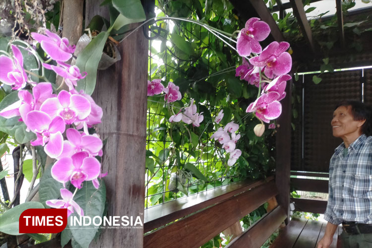 bunga-anggrek-yang-sedang-mekar.jpg