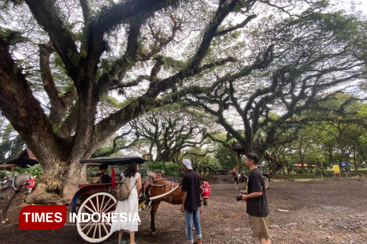 De Djawatan dan Boom Marina, Wisata Favorit di Banyuwangi
