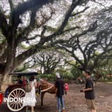 De Djawatan dan Boom Marina, Wisata Favorit di Banyuwangi