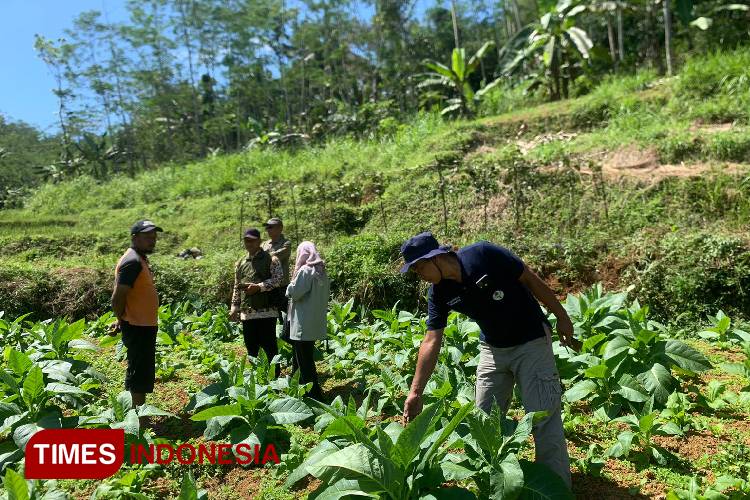 Ilustrasi pupuk gratis untuk petani tembakau di Kabupaten Bondowoso (FOTO: Moh Bahri/TIMES Indonesia)