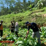 Pupuk Gratis untuk Petani Tembakau di Bondowoso Sudah Disiapkan