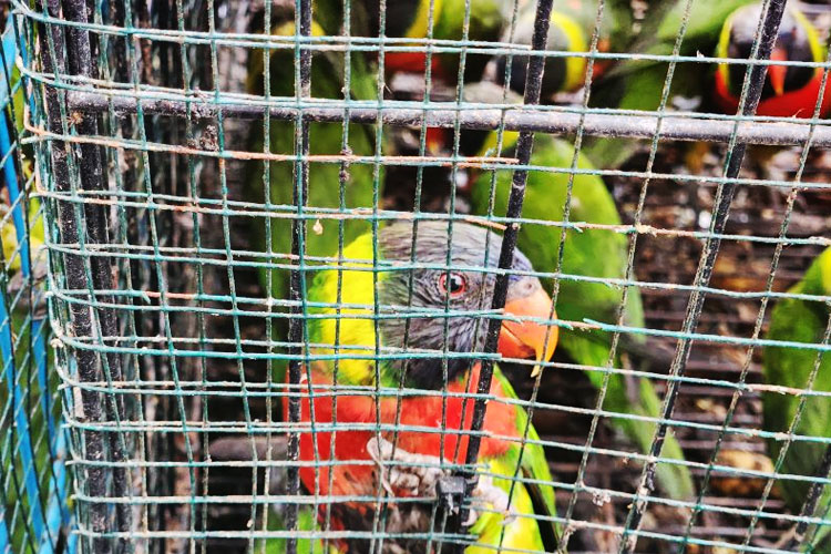 Petugas Gagalkan Penyelundupan Burung Tujuan Surabaya di Pelabuhan Lembar