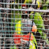 Petugas Gagalkan Penyelundupan Burung Tujuan Surabaya di Pelabuhan Lembar
