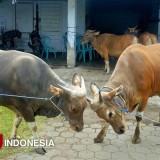 Sapi Bali Jadi Favorit Masyarakat Banyuwangi untuk Kurban Idul Adha